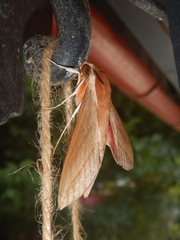 Theretra alecto