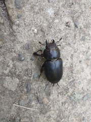 Lucanus ibericus