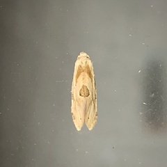 Eucosma parmatana