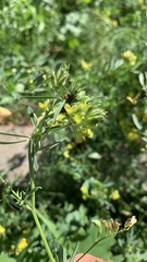 Medicago falcata