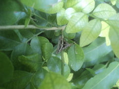 Isturgia disputaria