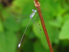 Lestes forficula