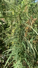 Cannabis sativa