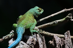 Sceloporus malachiticus