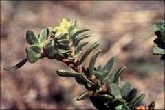 Pimelea serpyllifolia