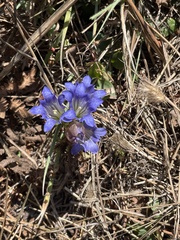 Gentiana affinis ovata