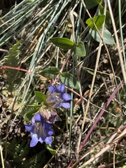 Gentiana affinis ovata