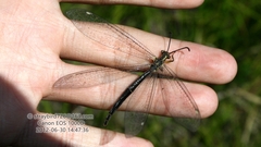Deutoleon lineatus