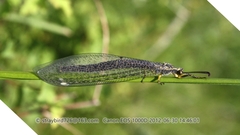 Deutoleon lineatus