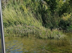 Physostegia correllii
