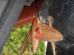 Theretra alecto