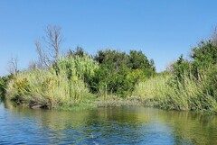 Physostegia correllii