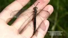 Deutoleon lineatus