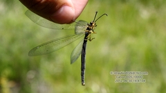 Deutoleon lineatus