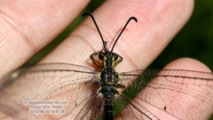 Deutoleon lineatus
