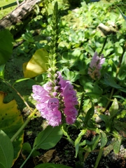 Physostegia correllii