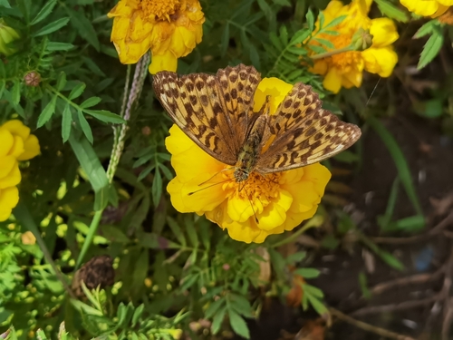 Silver-washed Fritillary
