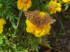 Argynnis paphia