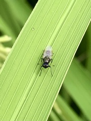 Prosopochrysa vitripennis