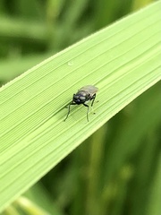 Prosopochrysa vitripennis