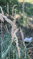 Calamagrostis epigejos