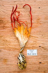 Cordyceps nidus