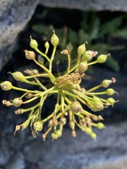 Scrophularia desertorum
