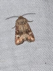 Lacinipolia stricta