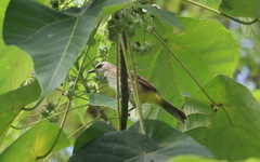 Pycnonotus goiavier analis