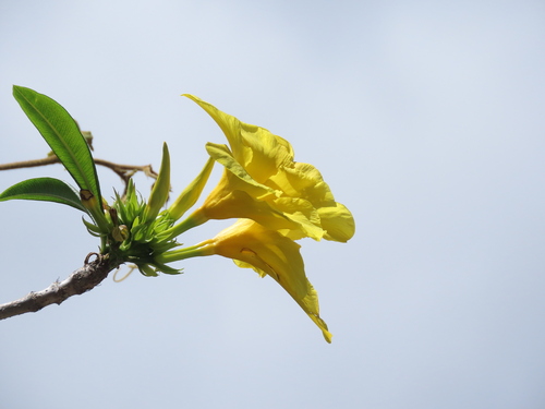 Allamanda weberbaueri (Allamanda weberbaueri)