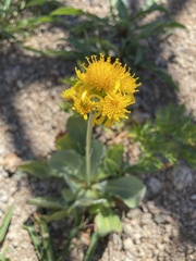 Senecio scorzonella