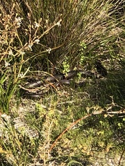 Pseudonaja affinis exilis