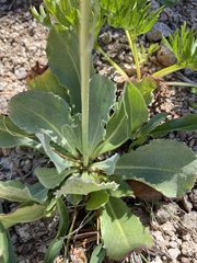 Senecio scorzonella