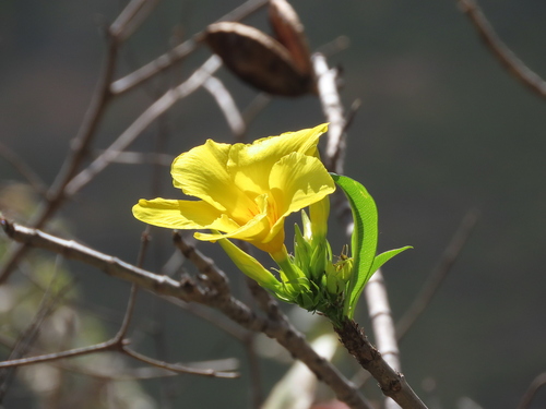 Allamanda weberbaueri (Allamanda weberbaueri)