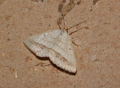 Isturgia catalaunaria