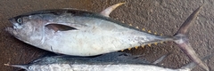 Thunnus albacares