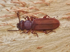 Platisus angusticollis
