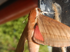 Theretra alecto