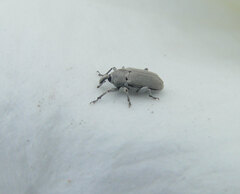 Trichobaris compacta