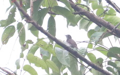 Muscicapa williamsoni