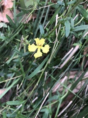 Goodenia ovata