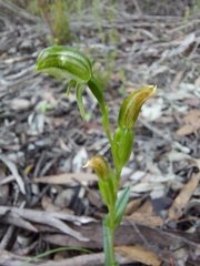 Pterostylis flavovirens