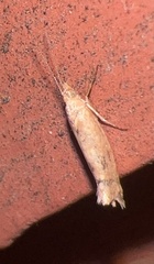 Ypsolopha cervella