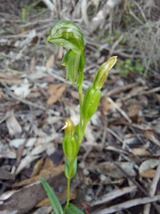 Pterostylis flavovirens