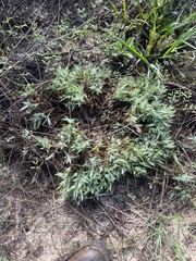 Dichanthelium villosissimum