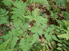 Osmorhiza longistylis