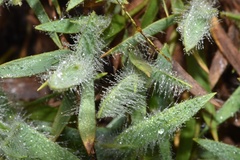 Dichanthelium villosissimum