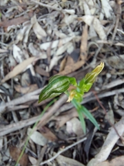 Pterostylis flavovirens