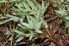 Dichanthelium villosissimum