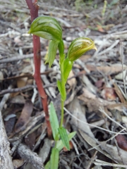 Pterostylis flavovirens